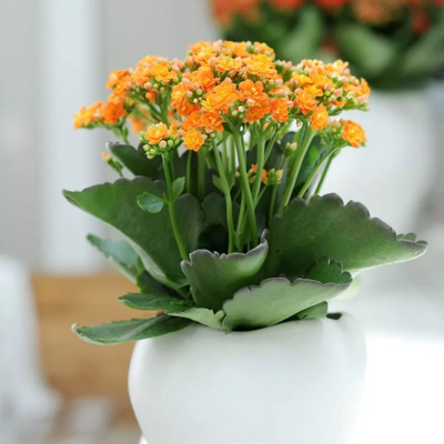 piante per la scrivania rosaflor kalanchoe